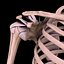 Shoulder bones