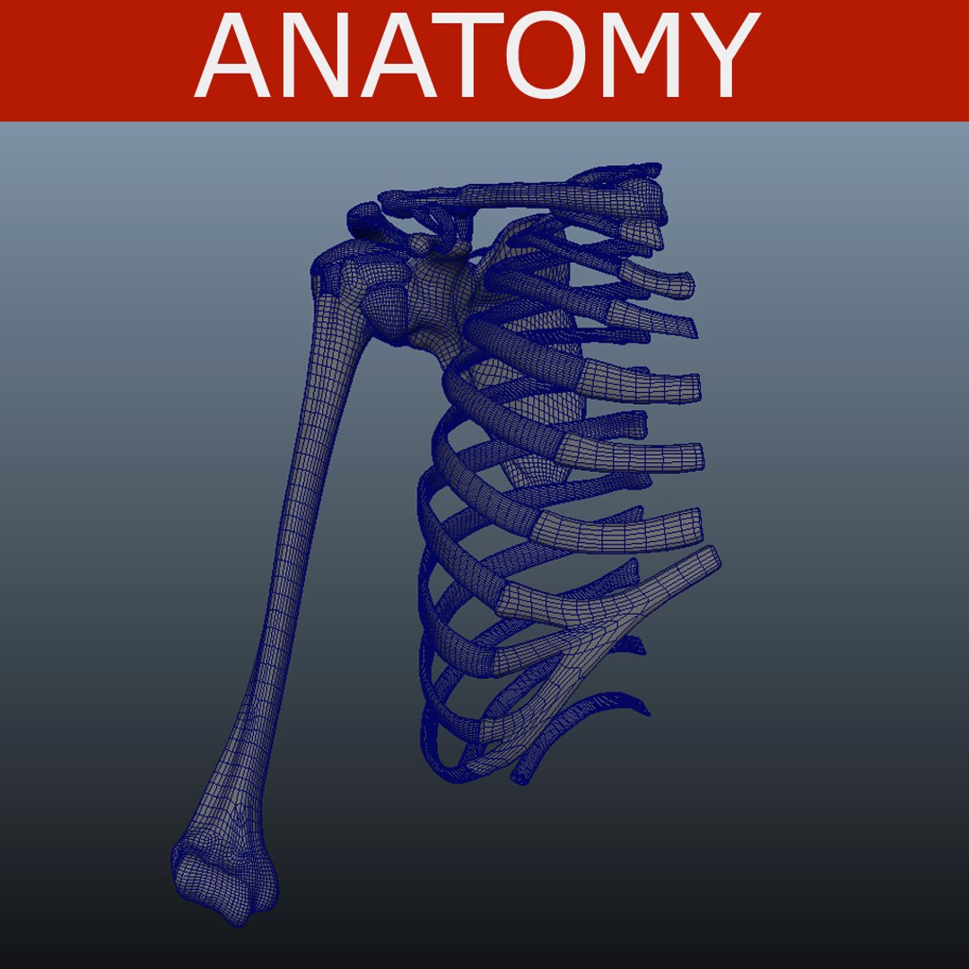 3d model shoulder bones https://p.turbosquid.com/ts-thumb/ij/aYFfXK/YsjPUWt4/humero_escapula_wire/jpg/1291389892/1920x1080/fit_q87/9f7bbd45c9d900e3bf89a306e579d3b4baa23cd6/humero_escapula_wire.jpg
