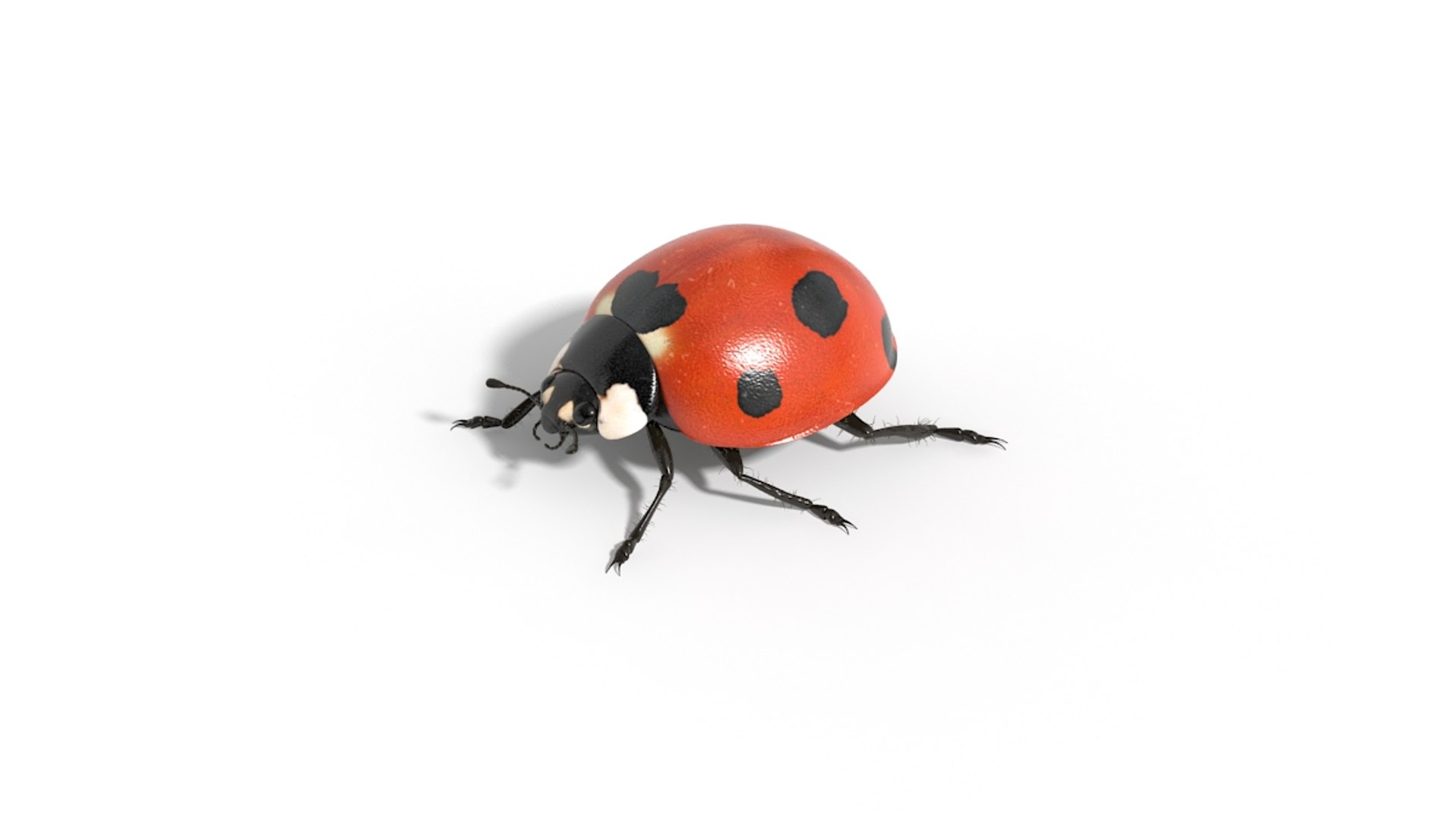 3d Model Of Lady Ladybug Bug