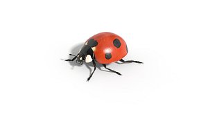 Seven Ladybug Rigged