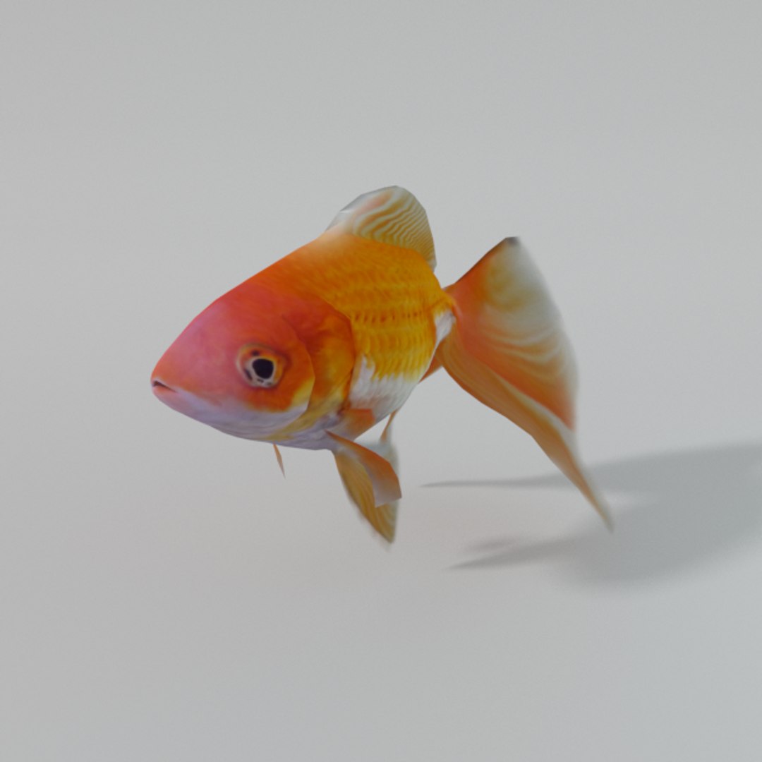 goldfish 3D model https://p.turbosquid.com/ts-thumb/ij/bnGaIe/3HRK7tMe/goldenfish_realistic/png/1534009715/1920x1080/fit_q87/b6d4b4139261a5a228675af6818f451c0ba04cab/goldenfish_realistic.jpg
