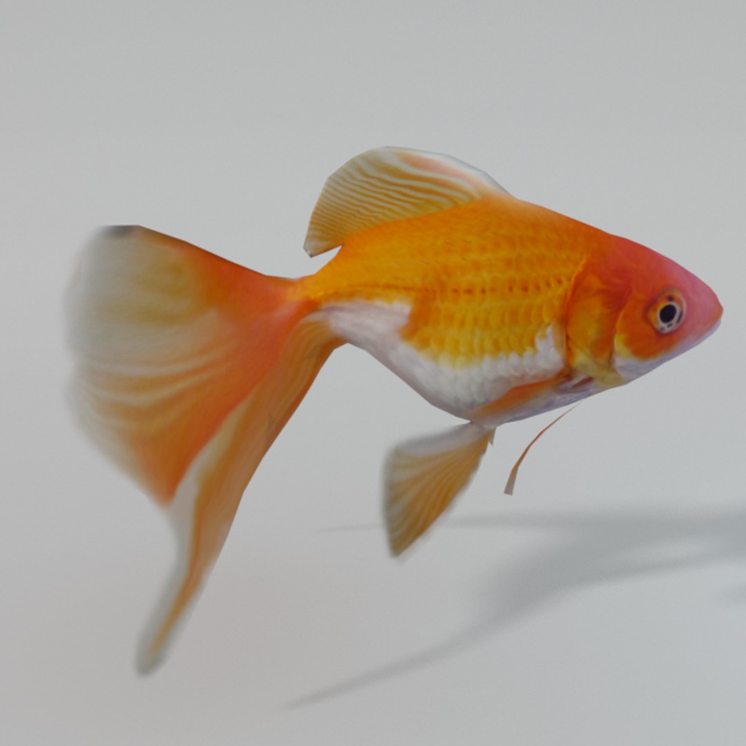 goldfish 3D model https://p.turbosquid.com/ts-thumb/ij/bnGaIe/gWQTpaAV/goldenfish_side_realistic/png/1534009706/1920x1080/fit_q87/9938dcf4de9ef56c1a86c793863c01a10bab4274/goldenfish_side_realistic.jpg