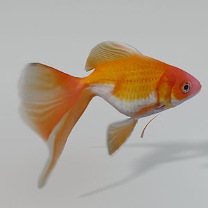 Goldfish