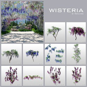 wisteria collection