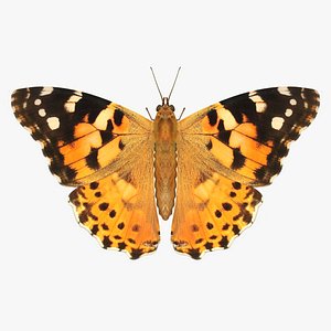 3D realistic painted ladies