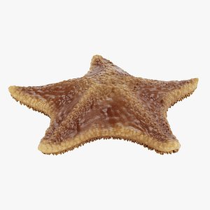 Bat Starfish Rigged