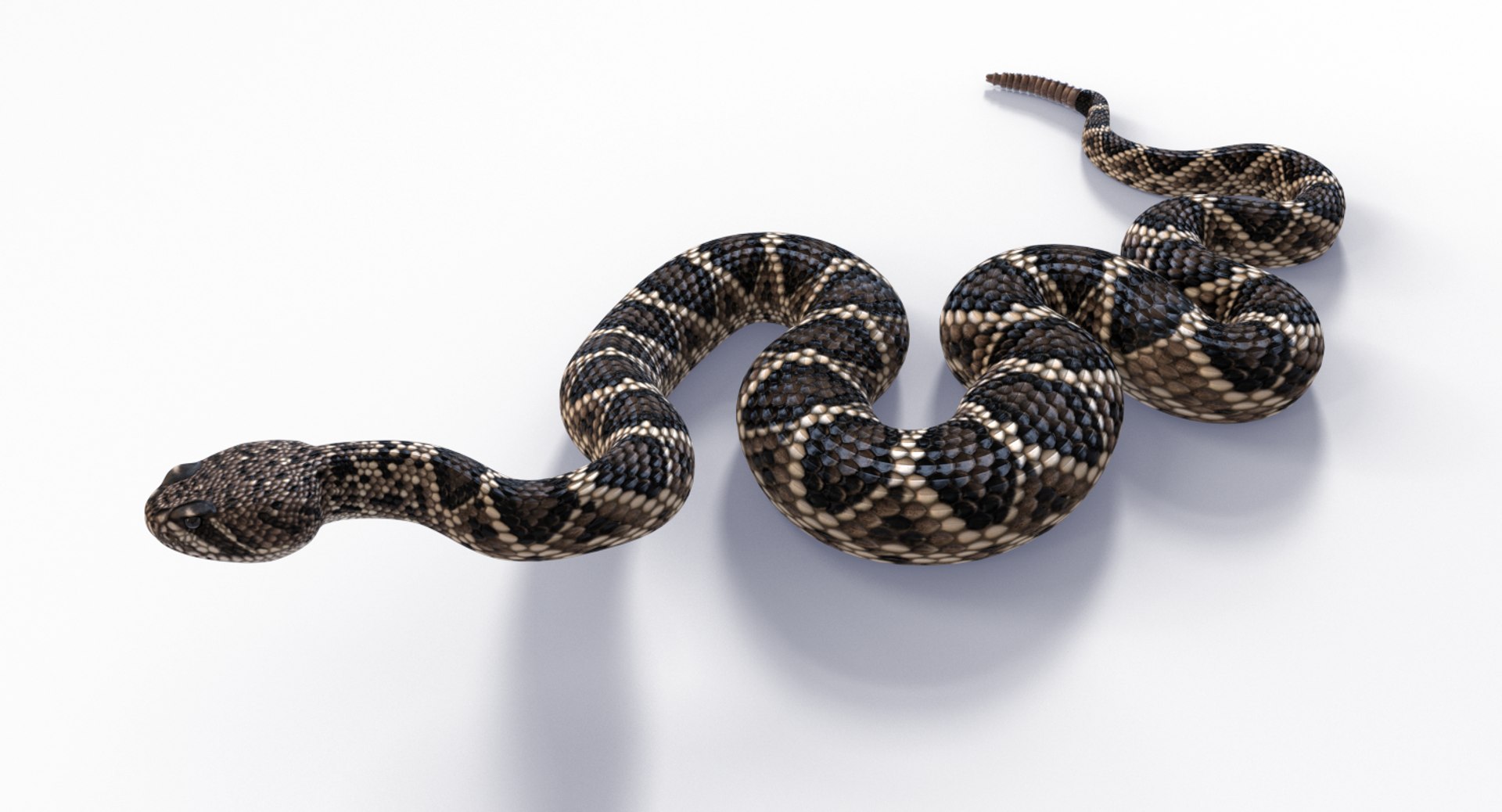 3D eastern diamondback rattlesnake animation model https://p.turbosquid.com/ts-thumb/ik/C1HjuQ/1pFq0dfl/easterndbposes_0007/jpg/1553983831/1920x1080/fit_q87/655bdcd87d077921f97c6087aae430545807cc63/easterndbposes_0007.jpg