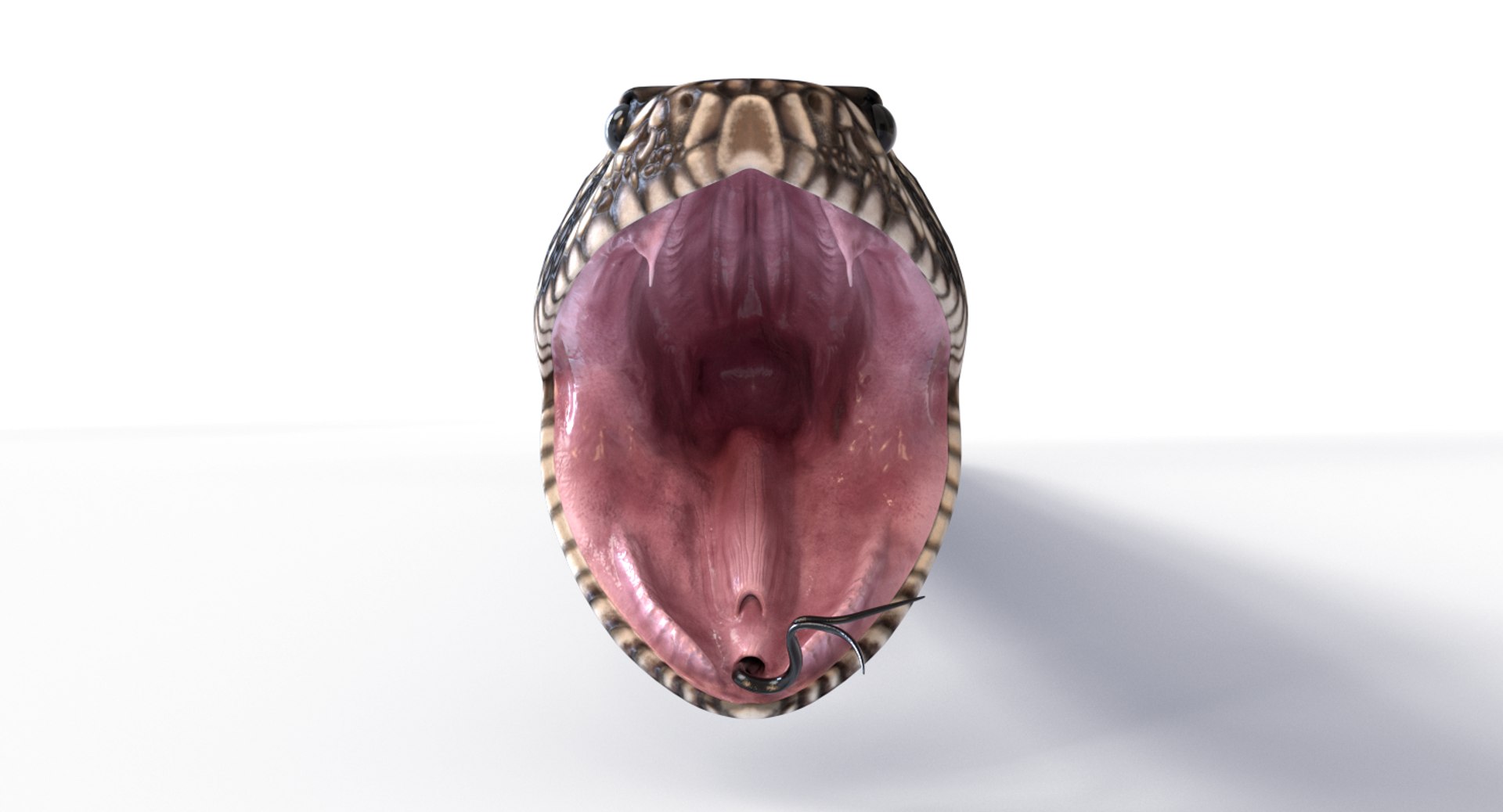 3D eastern diamondback rattlesnake animation model https://p.turbosquid.com/ts-thumb/ik/C1HjuQ/3IUjdgB2/easterndbposes_0008/jpg/1553983831/1920x1080/fit_q87/4c8d3115feda715b2529adec6afce5c982498b07/easterndbposes_0008.jpg