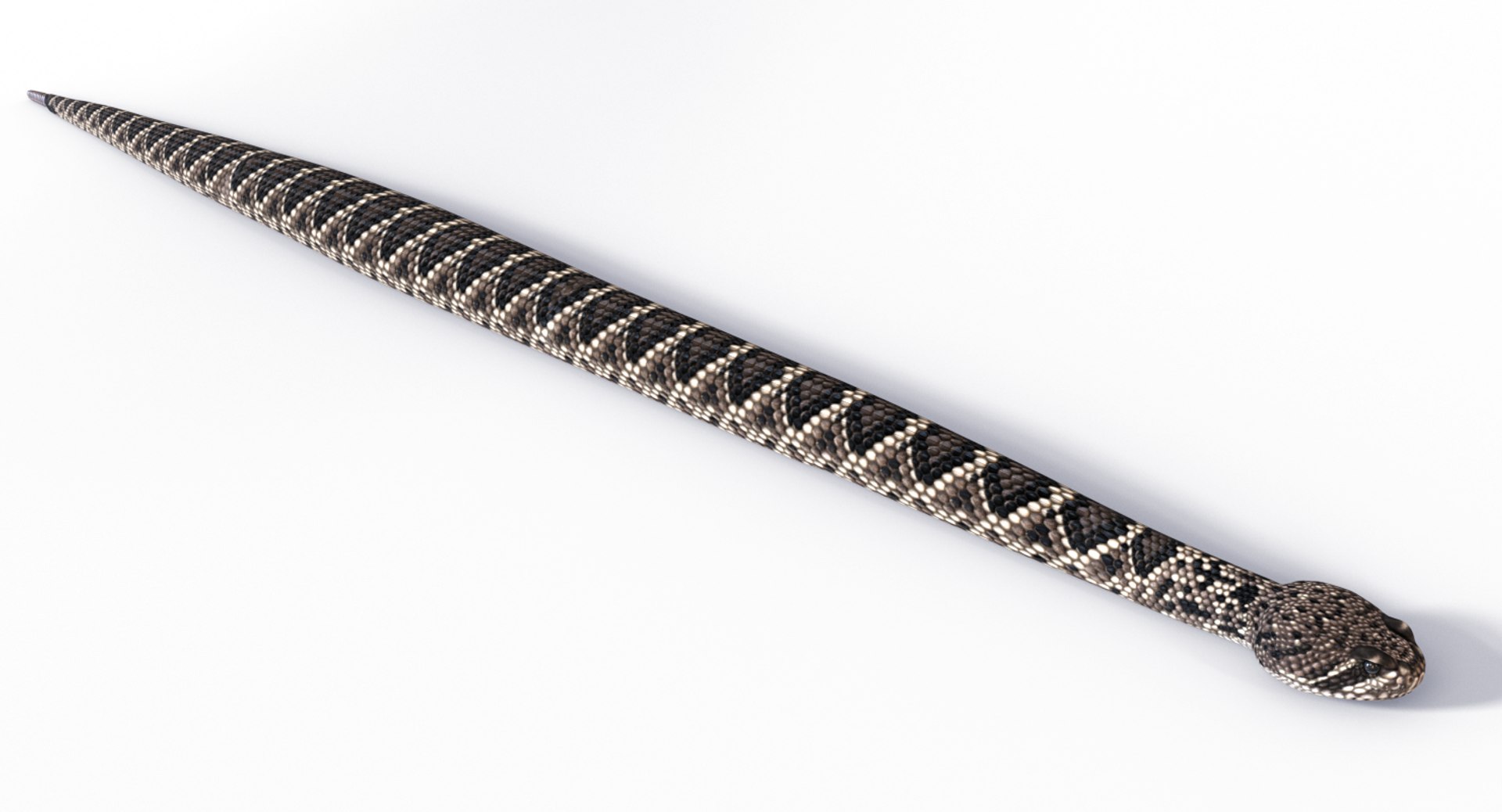 3D eastern diamondback rattlesnake animation model https://p.turbosquid.com/ts-thumb/ik/C1HjuQ/G9daP9LO/easterndbposes_0001/jpg/1553983831/1920x1080/fit_q87/4cb24717755a8da33af62000e6b754d1fc0a194a/easterndbposes_0001.jpg