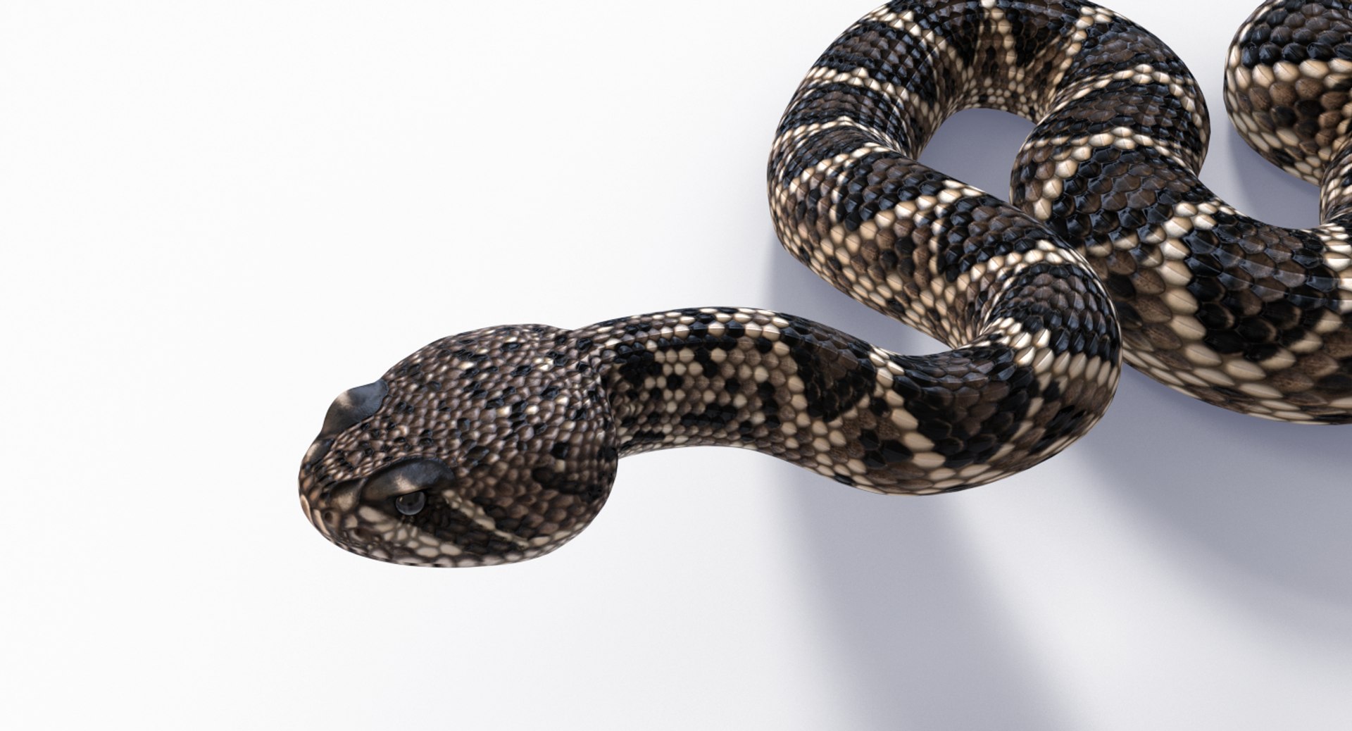 3D eastern diamondback rattlesnake animation model https://p.turbosquid.com/ts-thumb/ik/C1HjuQ/h7Vd4KIR/easterndbposes_0015/jpg/1553983831/1920x1080/fit_q87/503be30b096c2609fc0756844f35cd3fa3d608be/easterndbposes_0015.jpg