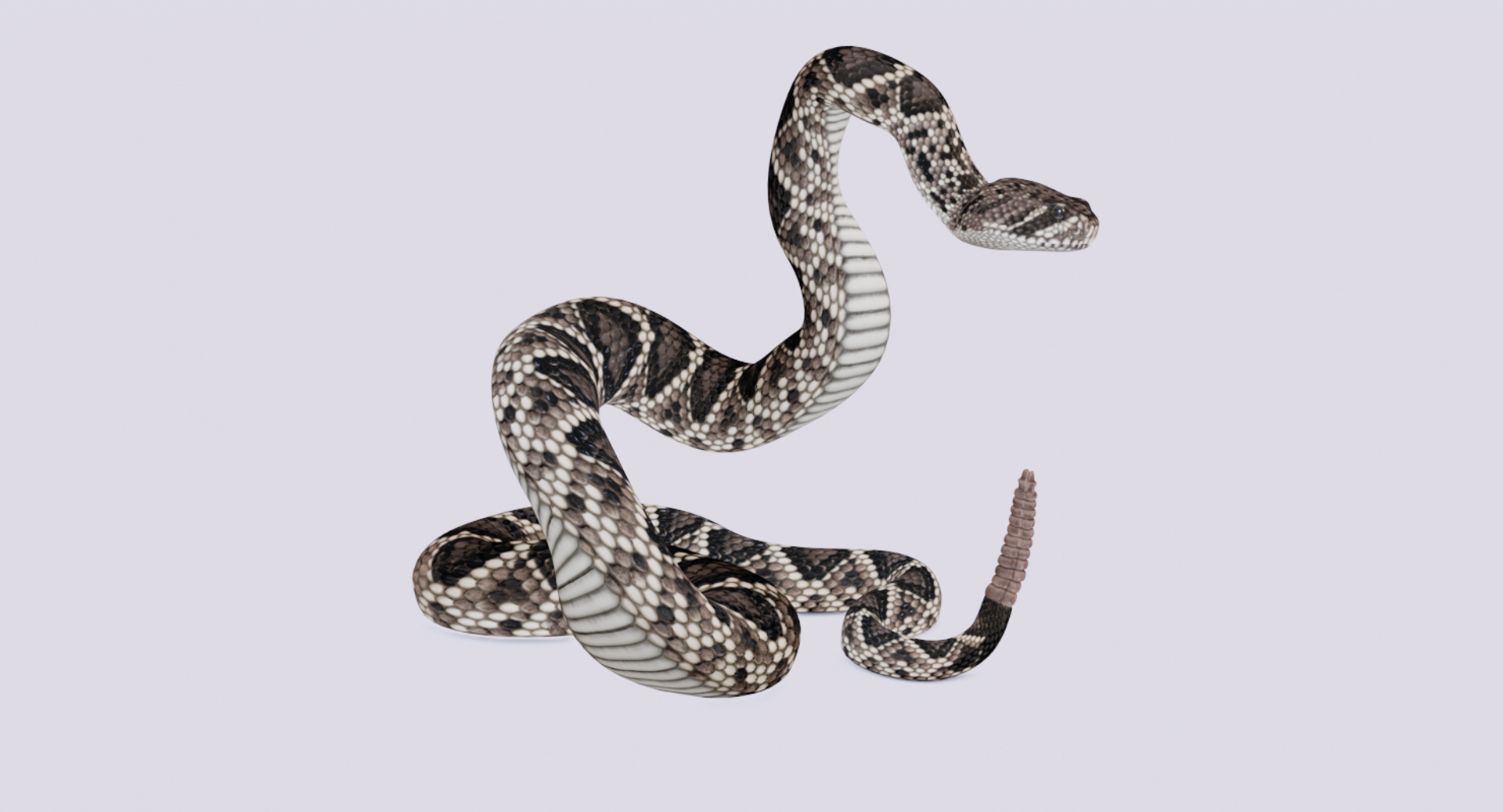 3D eastern diamondback rattlesnake animation model https://p.turbosquid.com/ts-thumb/ik/C1HjuQ/kVq5Vsup/edbttable01/png/1553983849/1920x1080/turn_fit_q99/b733eaa801c0fddf65120484e72219e91a4bb0f1/edbttable01-1.jpg