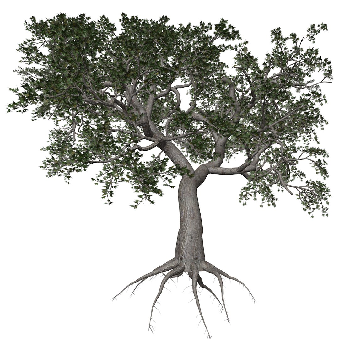 3D Japanese Maple Tree Collection Model - TurboSquid 2379000