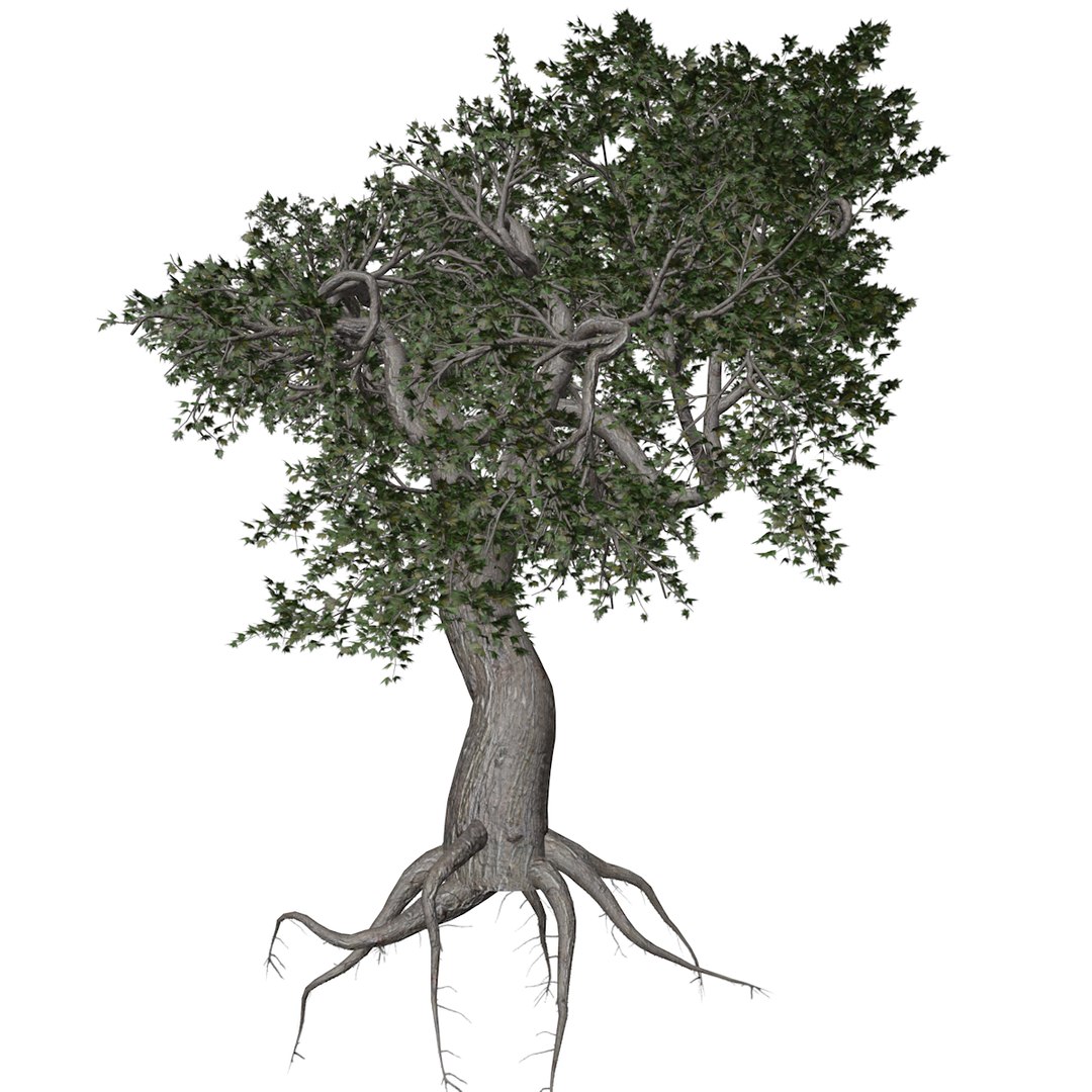 3D Japanese Maple Tree Collection Model - TurboSquid 2379000