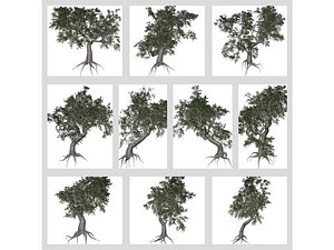 Japanese Maple Tree Collection