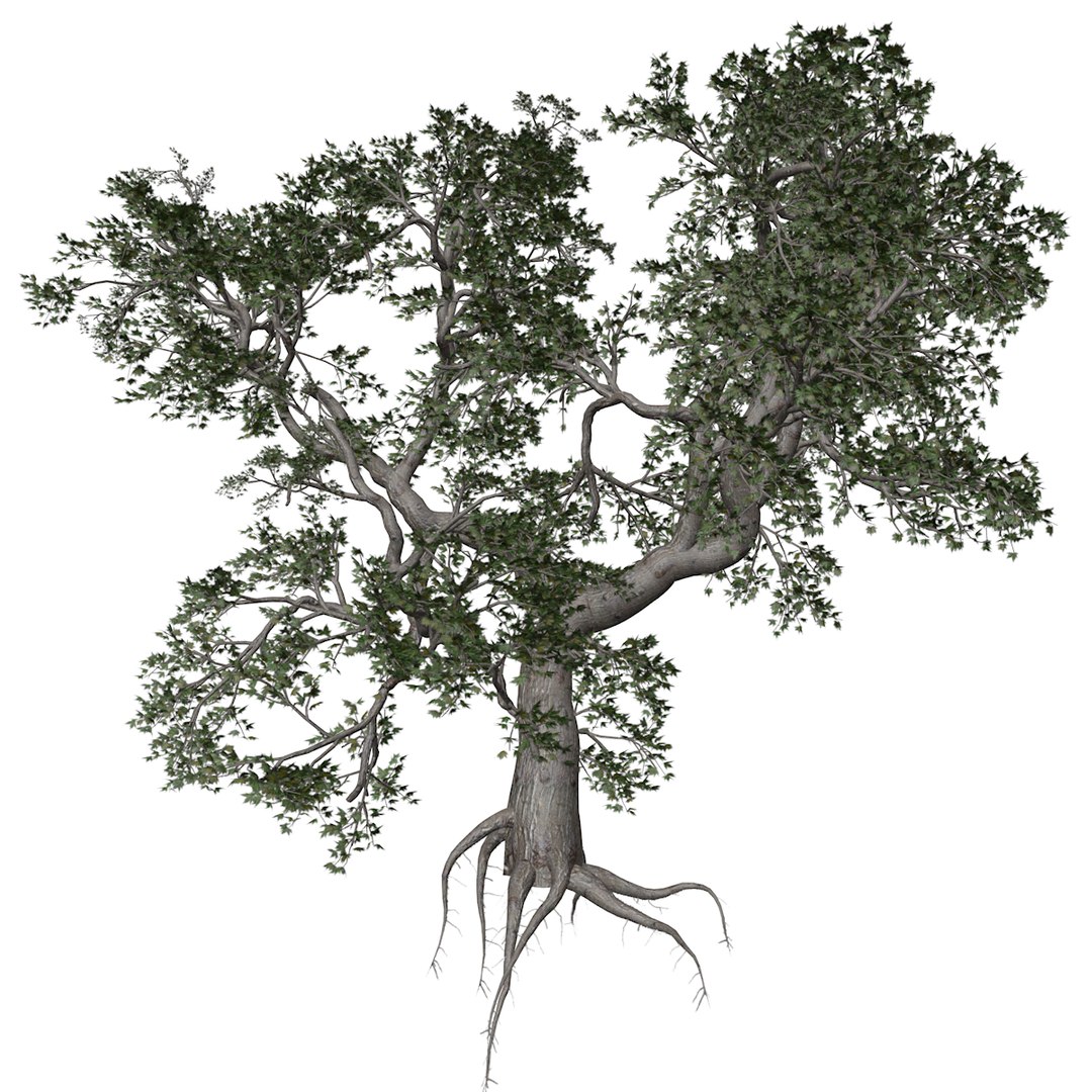 3D Japanese Maple Tree Collection Model - TurboSquid 2379000