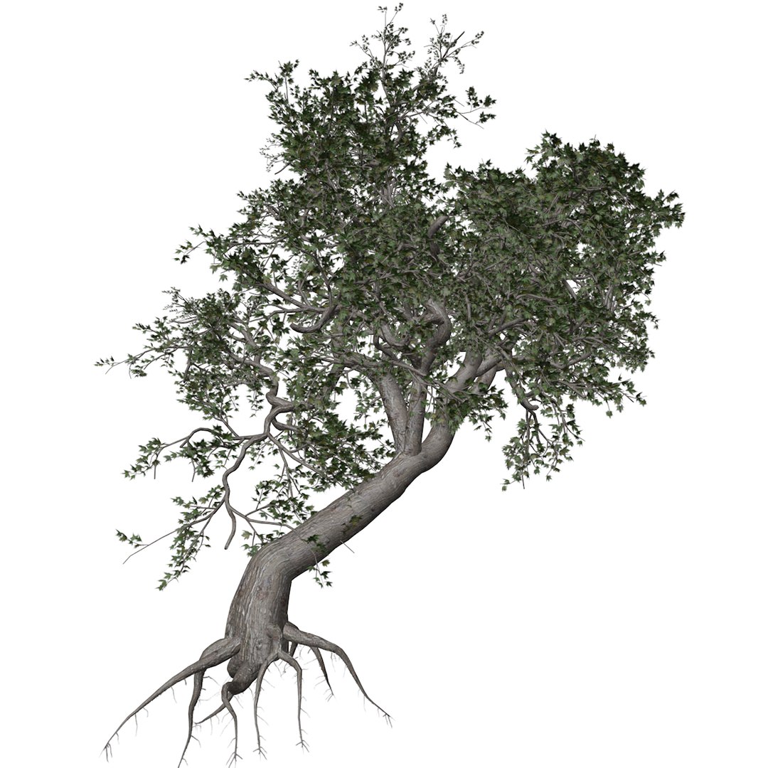 3D Japanese Maple Tree Collection Model - TurboSquid 2379000