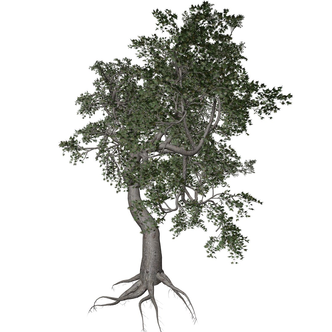 3D Japanese Maple Tree Collection Model - TurboSquid 2379000
