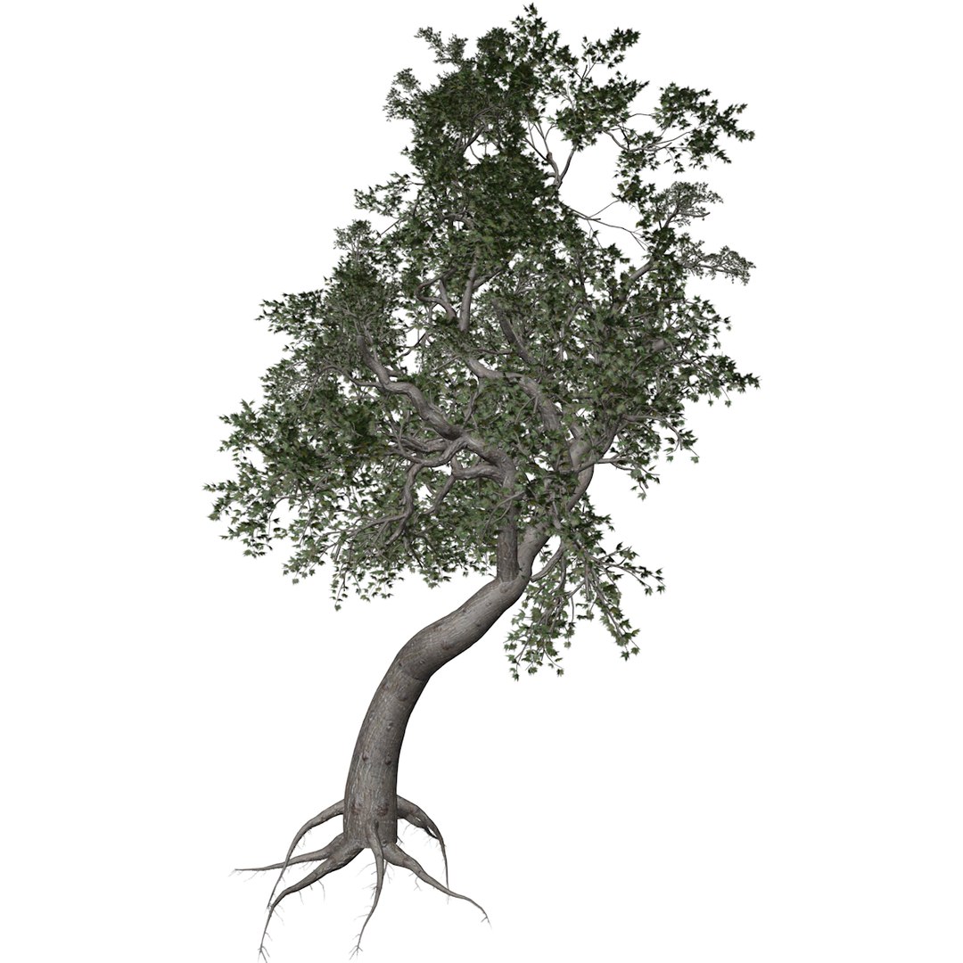 3D Japanese Maple Tree Collection Model - TurboSquid 2379000