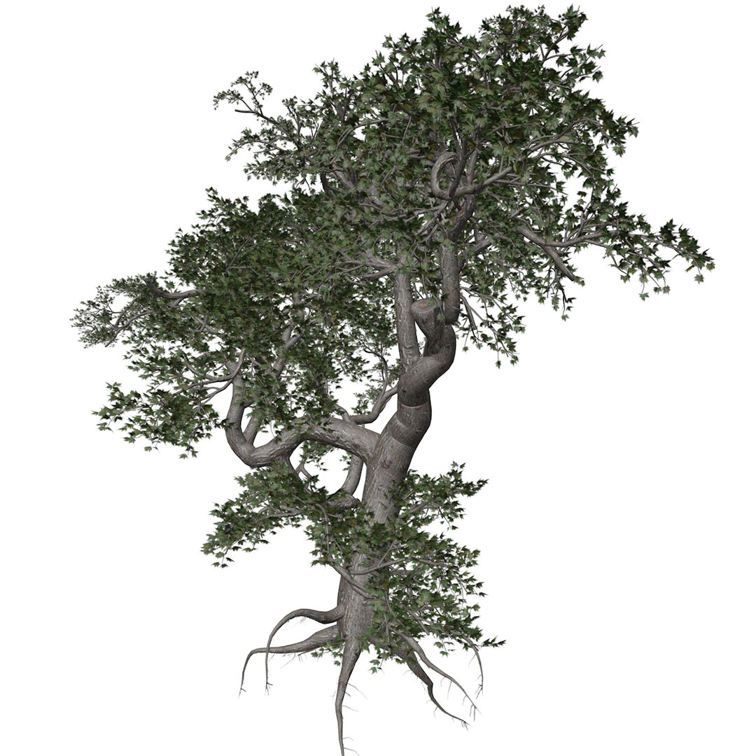 3D Japanese Maple Tree Collection Model - TurboSquid 2379000
