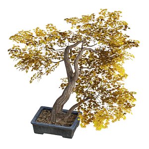 Fall Bonsai Mini tree pot