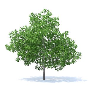 3D plum tree 7 1m