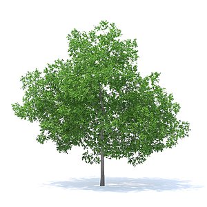 Plum Tree 3D Model 7.1m