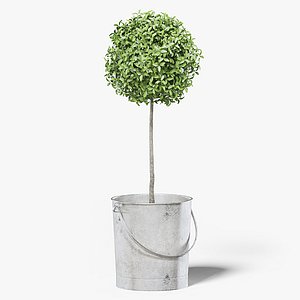 boxwood plant bucket 3D