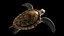 Sea Green Turtle 3D model
