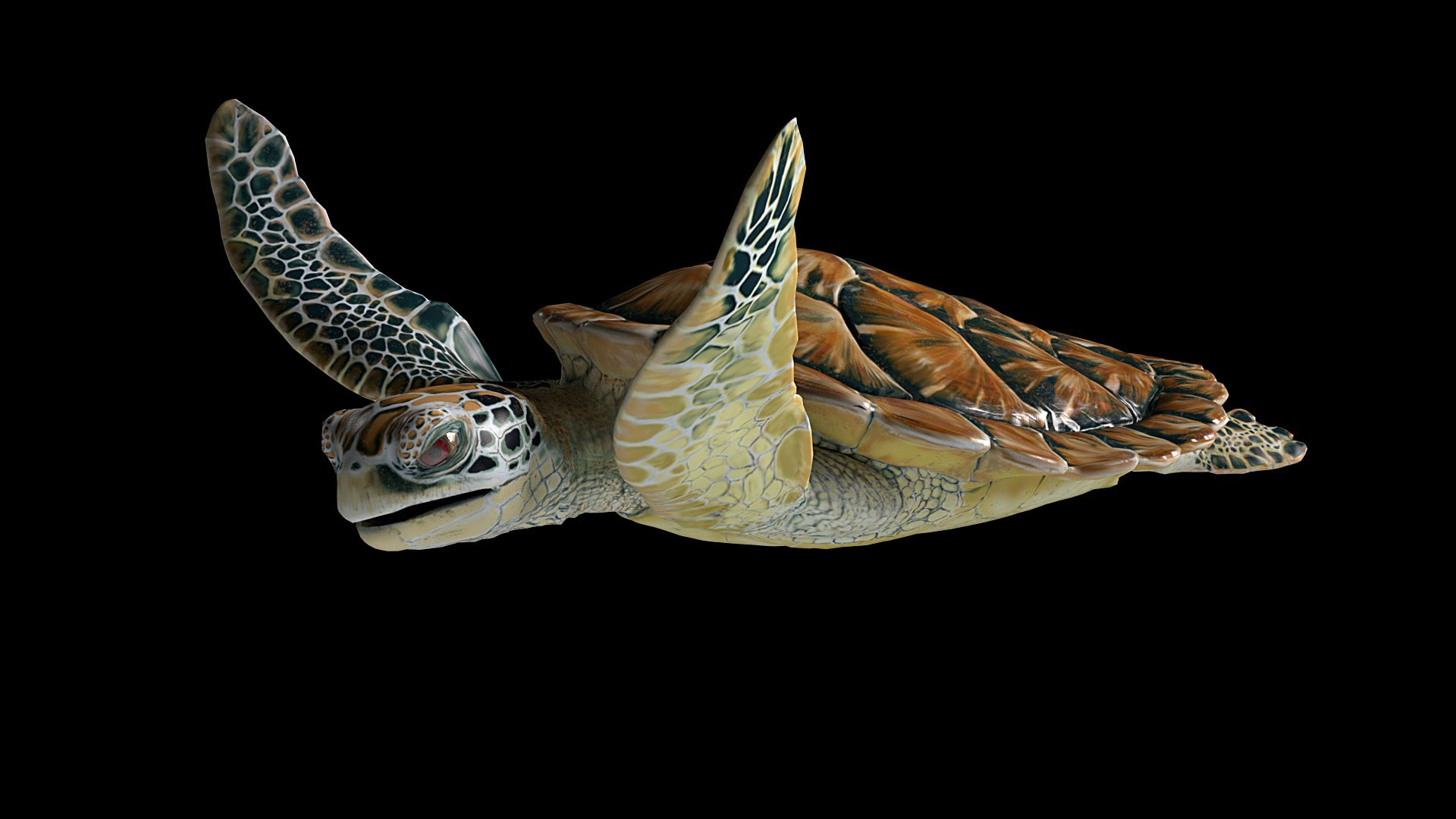 Sea Green Turtle 3D model https://p.turbosquid.com/ts-thumb/il/PXRW7A/Y5/imgpreview_02/jpg/1682200859/1920x1080/fit_q87/49122e0137171d1433ab64dea44ea5ed6426aba6/imgpreview_02.jpg
