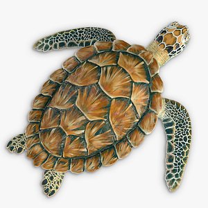 Sea Green Turtle 3D model