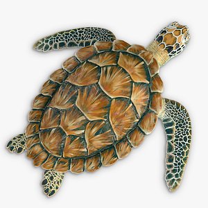 Sea Green Turtle