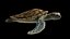 Sea Green Turtle 3D model