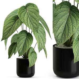 3D model Plants collection 533