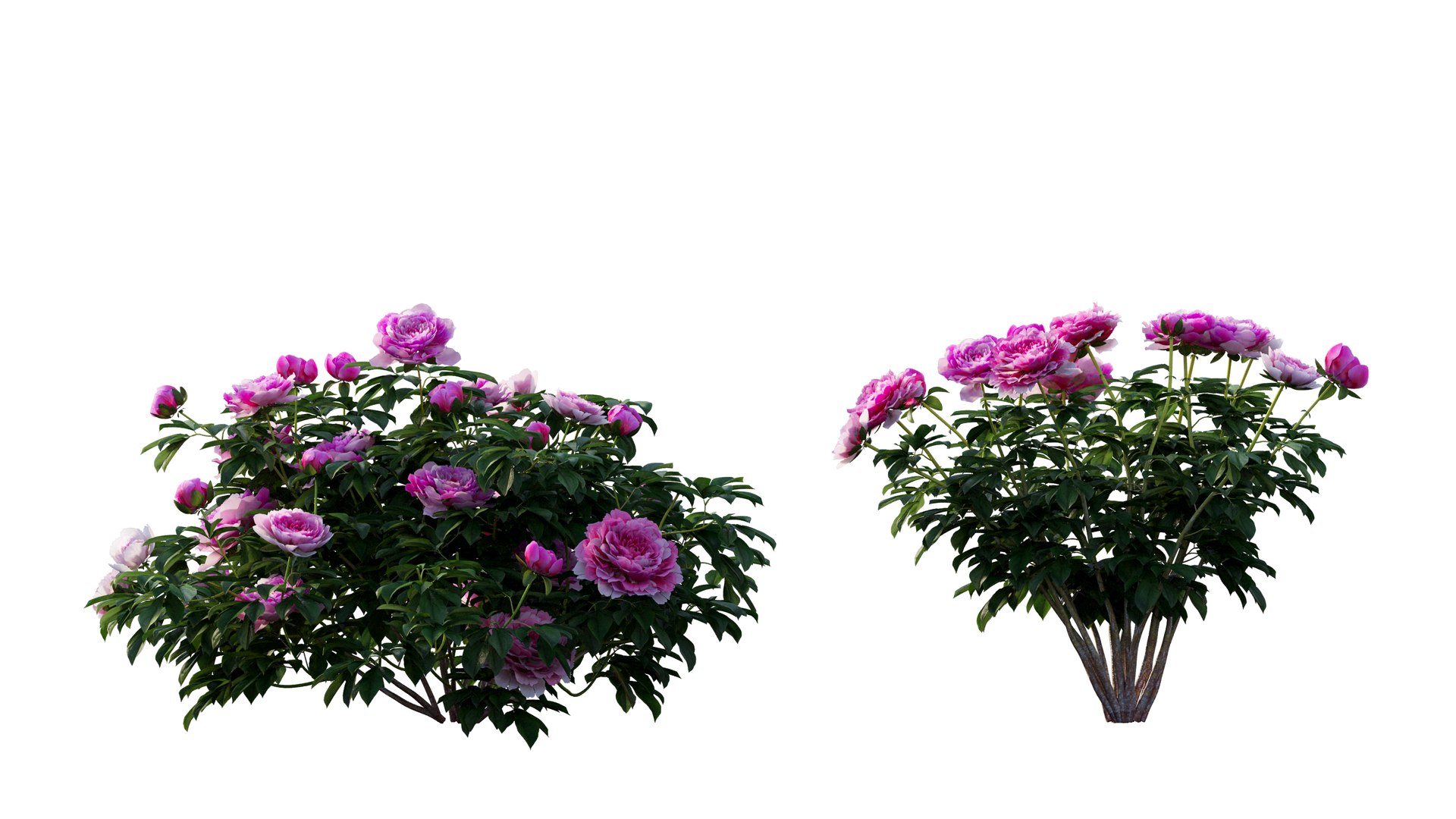 peony plant set 03 3D model https://p.turbosquid.com/ts-thumb/il/WAWATV/28CO56id/3_interactivelightmix/png/1603898082/1920x1080/fit_q87/d4e4af1f76bdf614a7cd7842938ab9bcc5216f07/3_interactivelightmix.jpg