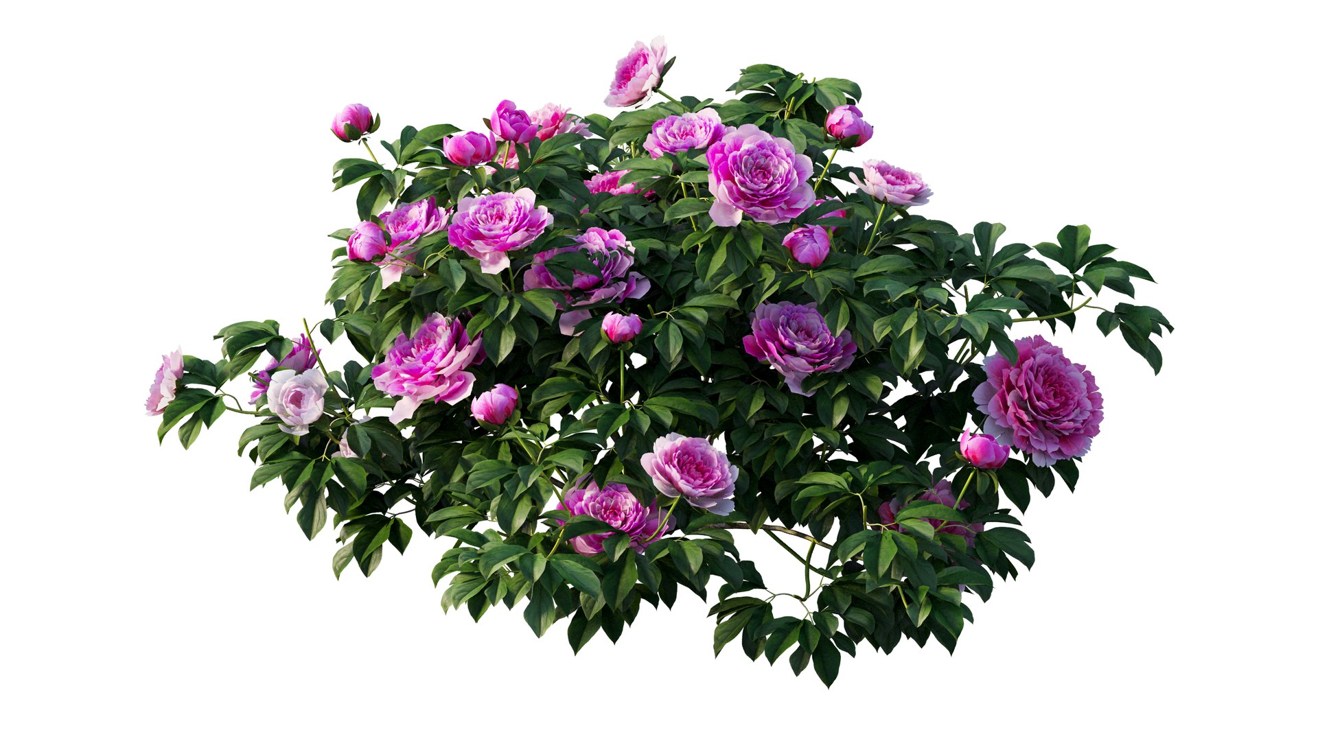 peony plant set 03 3D model https://p.turbosquid.com/ts-thumb/il/WAWATV/CdGaT17q/7_interactivelightmix/png/1603898084/1920x1080/fit_q87/dcb925101b37d5362d832675ef585bd273869fa9/7_interactivelightmix.jpg