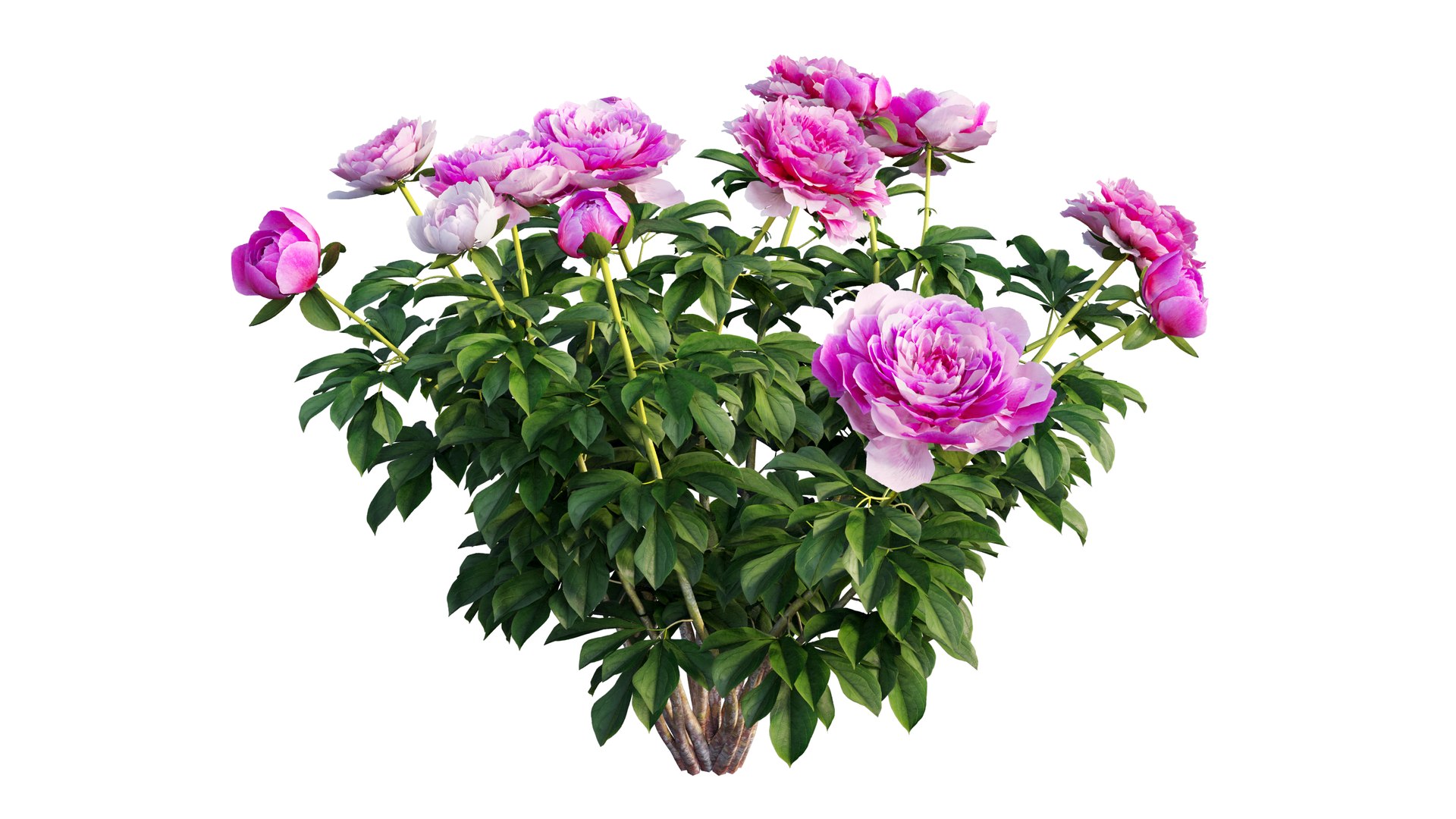 peony plant set 03 3D model https://p.turbosquid.com/ts-thumb/il/WAWATV/S8dW0ldR/10_interactivelightmix/png/1603898084/1920x1080/fit_q87/bac45dadea2220d9d1de4070c07d026205fa51b1/10_interactivelightmix.jpg