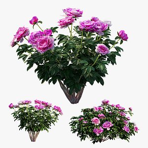 Peony plant set 03