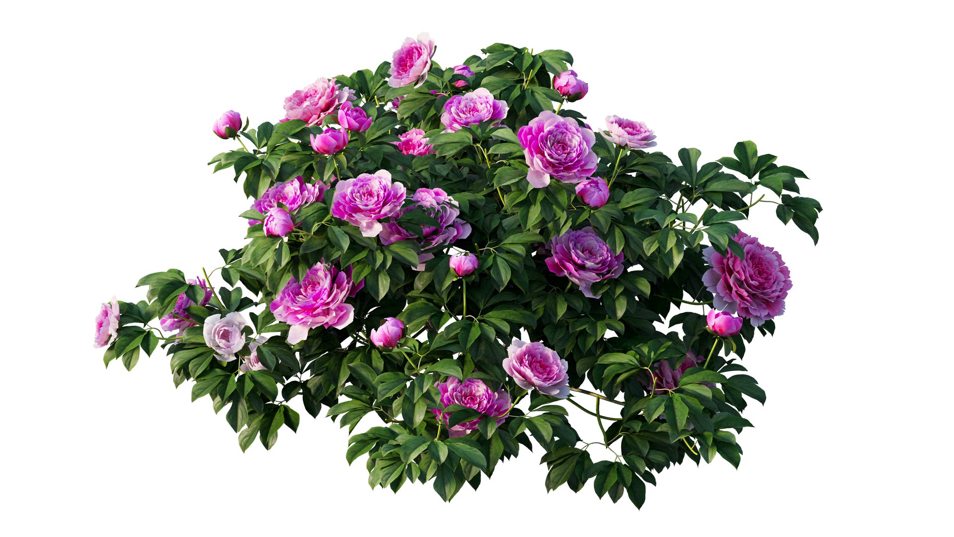 peony plant set 03 3D model https://p.turbosquid.com/ts-thumb/il/WAWATV/WYyD4Gzv/5_interactivelightmix/png/1603898083/1920x1080/fit_q87/15f910fedd9a180e9d945b40a2b4378b2804a882/5_interactivelightmix.jpg