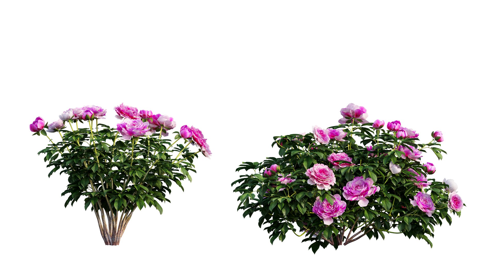peony plant set 03 3D model https://p.turbosquid.com/ts-thumb/il/WAWATV/lwLCCBPz/2_interactivelightmix/png/1603898082/1920x1080/fit_q87/4efd9cdcd16f0d656f1659d1c2e02903e9fef940/2_interactivelightmix.jpg