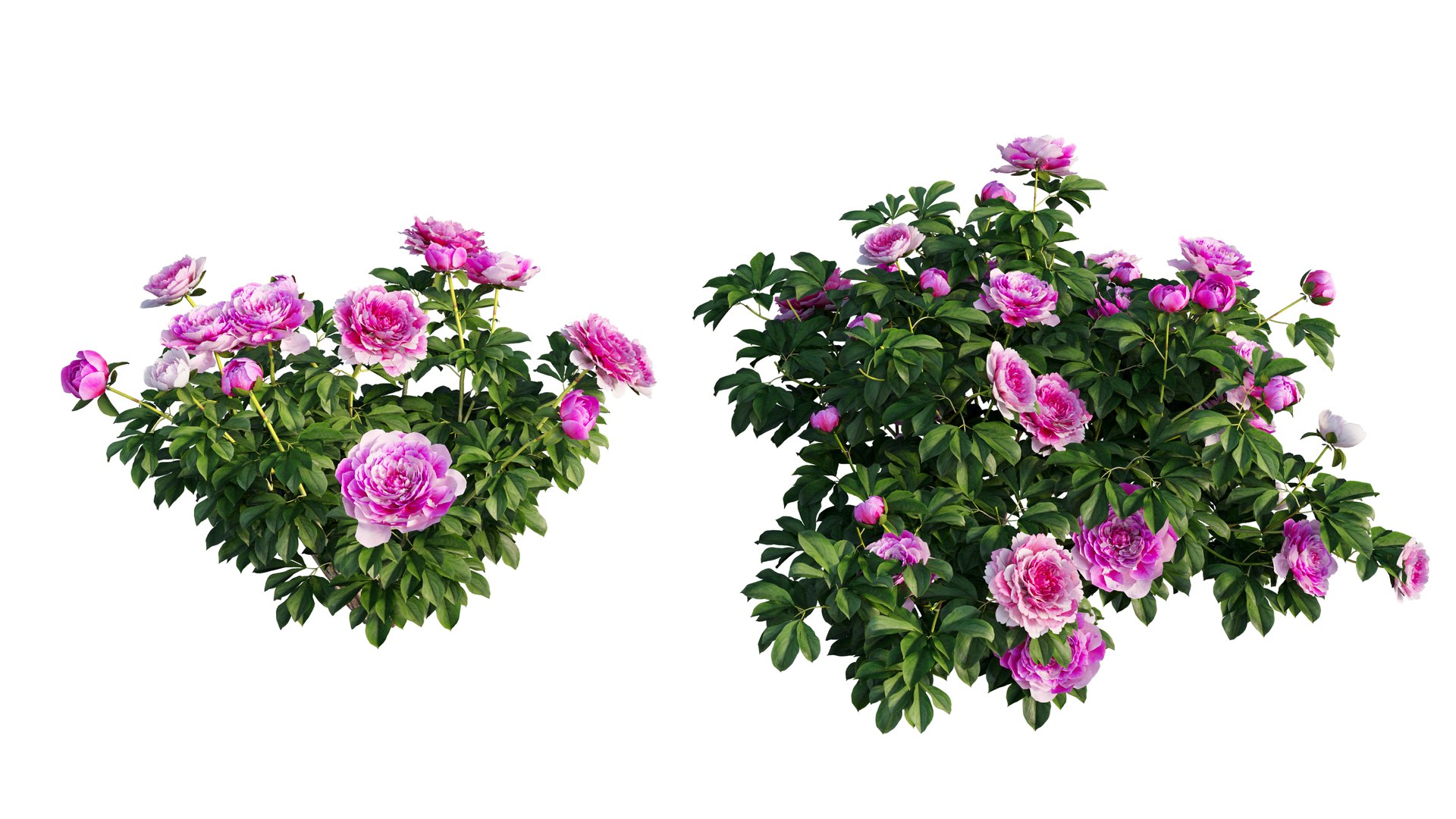 peony plant set 03 3D model https://p.turbosquid.com/ts-thumb/il/WAWATV/ojnzdMBH/1_interactivelightmix/png/1603898086/1920x1080/fit_q87/985d0a49bdda2af19697d07029be4b5dc3f51c8d/1_interactivelightmix.jpg