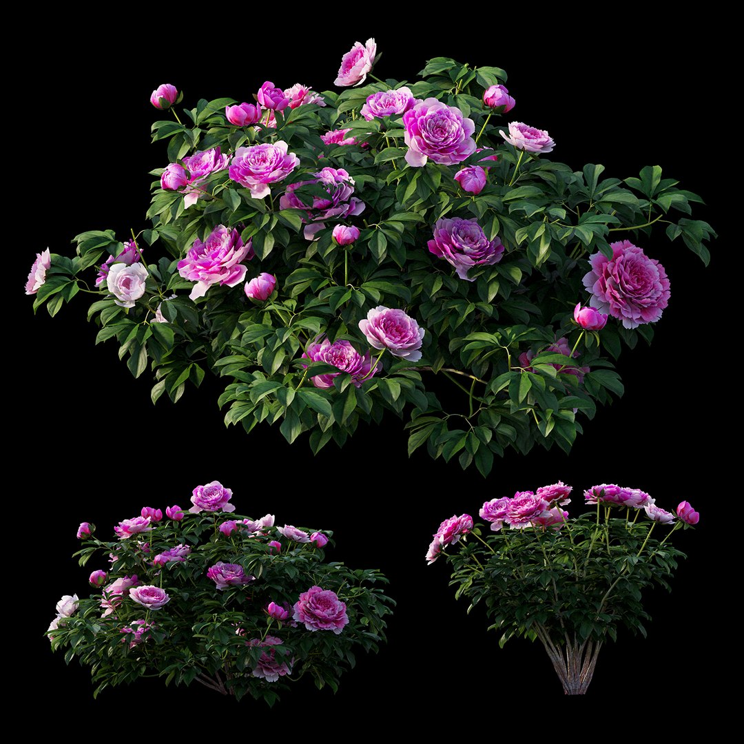 peony plant set 03 3D model https://p.turbosquid.com/ts-thumb/il/WAWATV/sJK7wiFv/view02/jpg/1593166372/1920x1080/fit_q87/297bca201e5bb1c6d0db9655f8d88cbf76147e08/view02.jpg