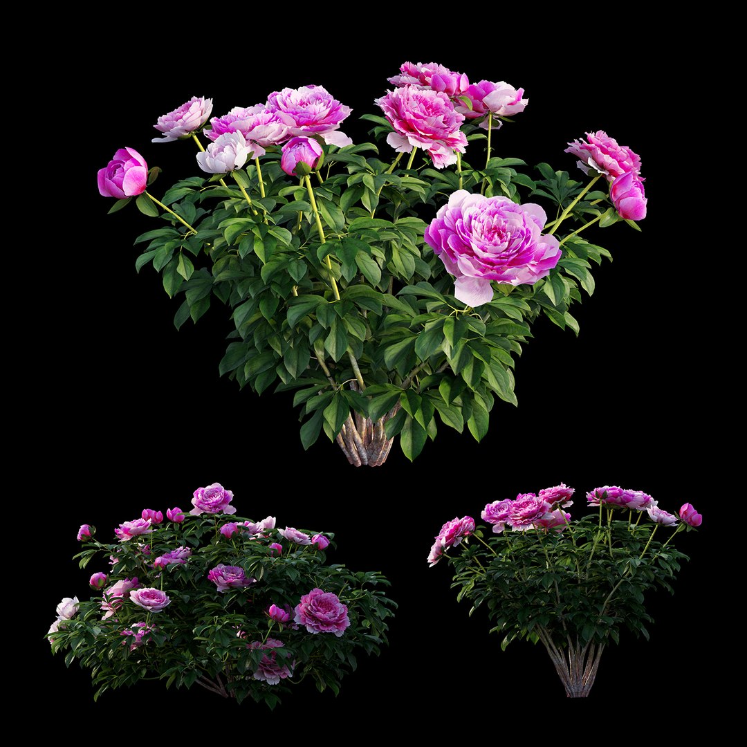 peony plant set 03 3D model https://p.turbosquid.com/ts-thumb/il/WAWATV/tYMfZudb/view01/jpg/1593166372/1920x1080/fit_q87/41aaed2e5e6e84e857700a2b81cea6f30e6f9af3/view01.jpg