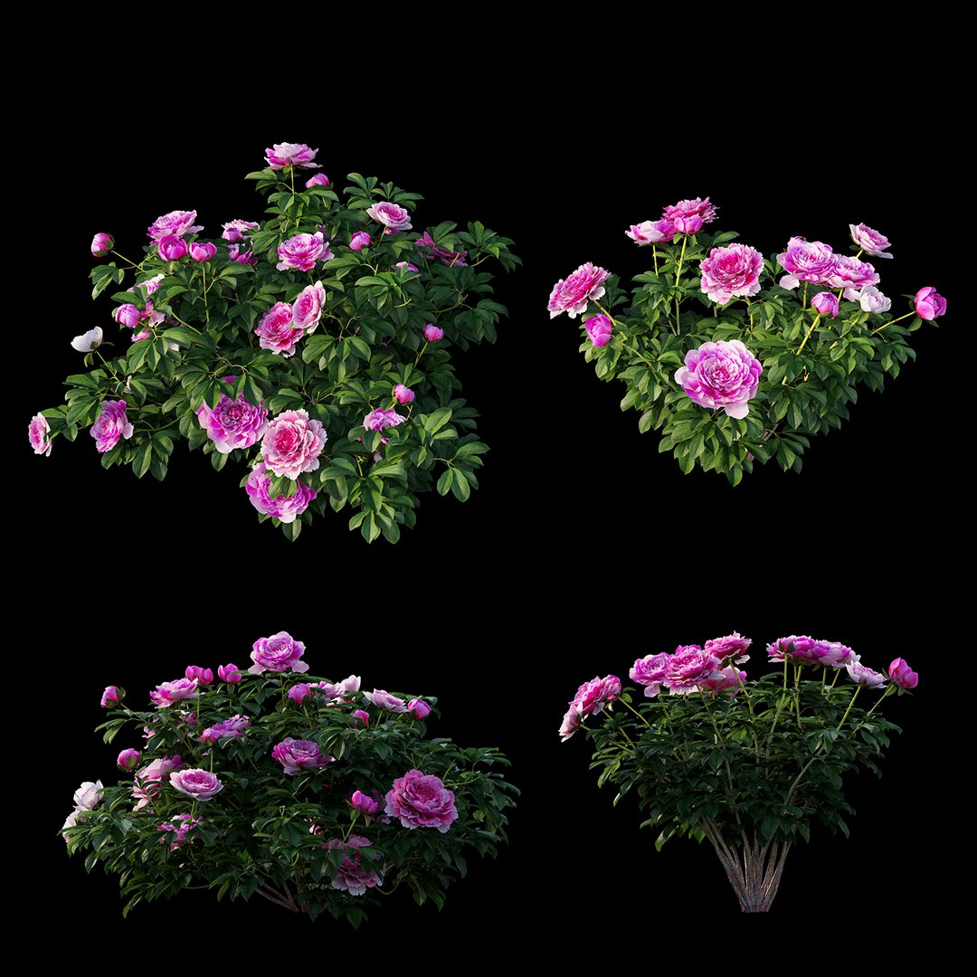 peony plant set 03 3D model https://p.turbosquid.com/ts-thumb/il/WAWATV/vsnkS2WG/view06/jpg/1593166373/1920x1080/fit_q87/3ccf67805362c4ad9f3fc0d67bedd7b403ef7ec9/view06.jpg