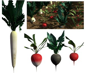 3D pack radish crops plant
