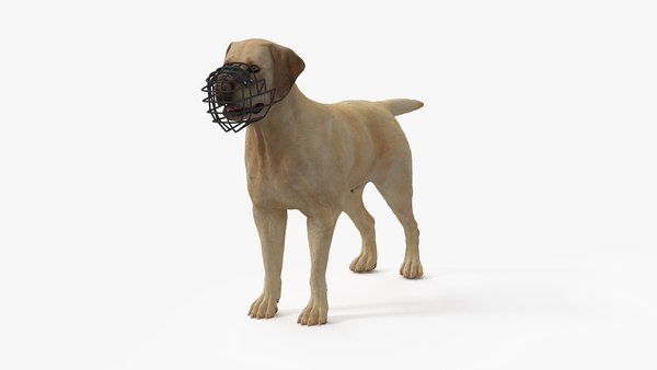 modelo 3d Perro Labrador Blanco con Hocico - TurboSquid 2284117