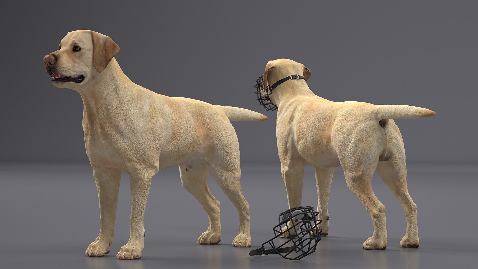 Labrador Dog White With Muzzle 3D Model - TurboSquid 2284117