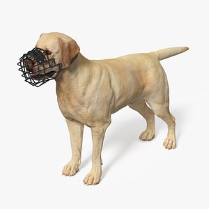 Labrador Dog White with Muzzle 3D model