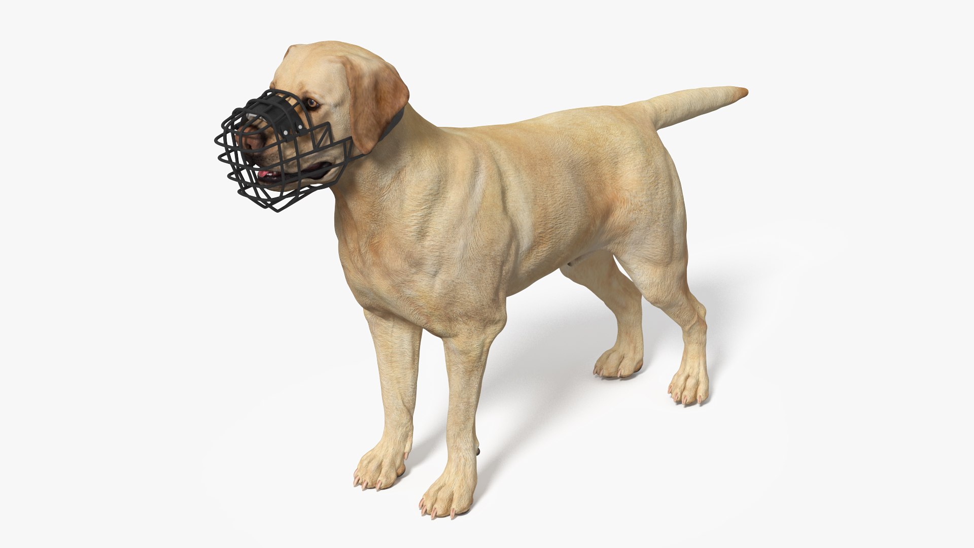 Labrador Dog White with Muzzle 3D model preview