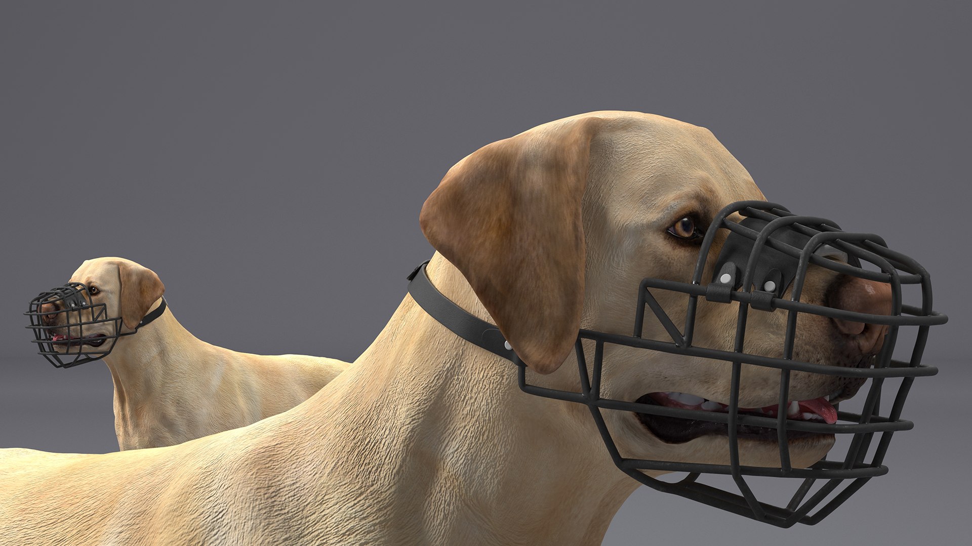 Labrador Dog White With Muzzle 3D Model - TurboSquid 2284117