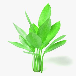 Aquatic Plant3